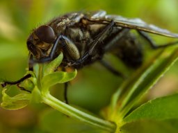 Fliege auf grünem Blatt