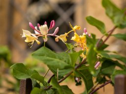 Garten-Geissblatt - Ionicera Caprifolium