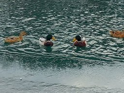 Salzach-Enten-Fachgesprach