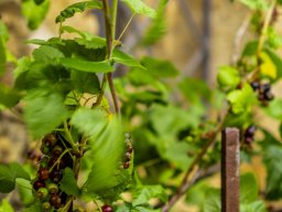 Schwarze Johannisbeere unreif